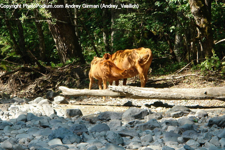 Animal, Mammal, Sheep, Rock, Cattle, Rubble, Canine