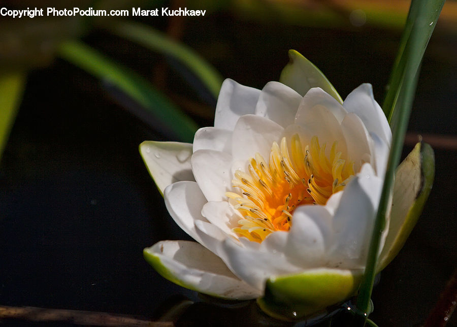Flower, Lily, Plant, Pond Lily, Blossom, Crocus, Flora