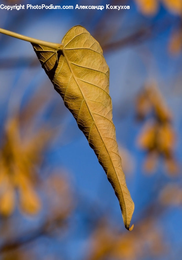 Maple, Maple Leaf, Plant, Veins, Blossom, Flora, Flower