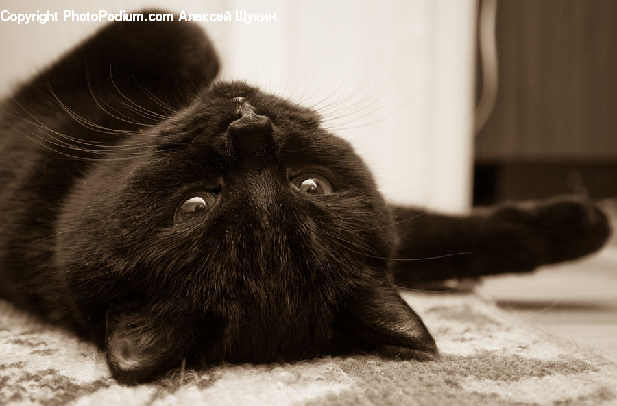 Animal, Black Cat, Cat, Mammal, Pet