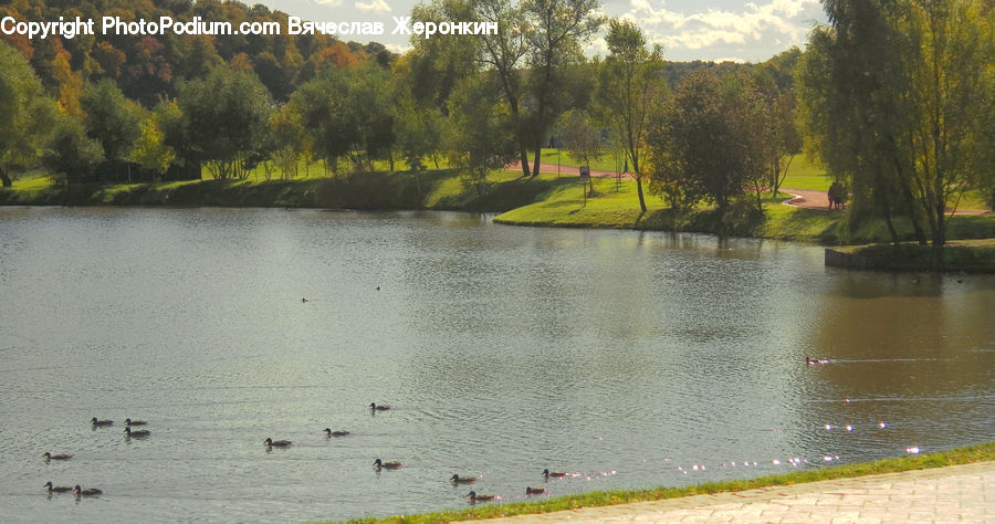 Grassland, Mound, Outdoors, Pond, Water, Plant, Tree