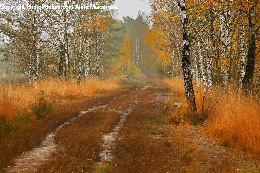 Dirt Road, Gravel, Road, Field, Grass, Grassland, Plant