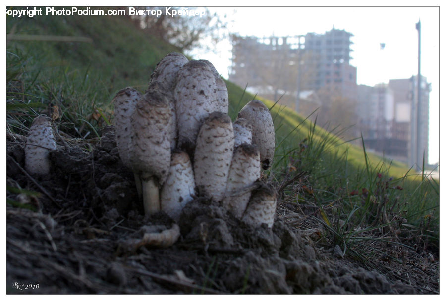 Agaric, Amanita, Fungus, Mushroom, Plant, Soil, Rubble