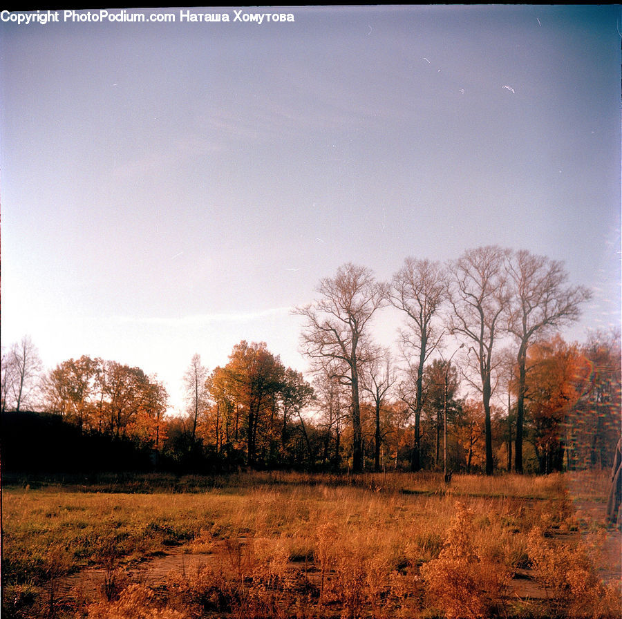 Field, Grass, Grassland, Land, Outdoors, Birch, Tree