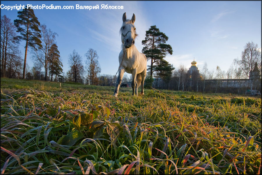 Field, Grass, Grassland, Plant, Land, Outdoors, Blossom