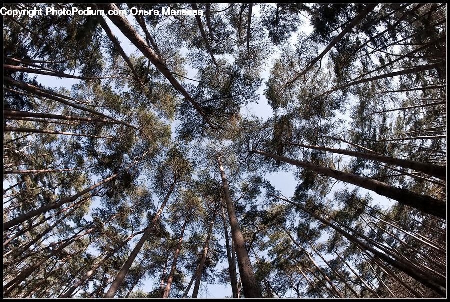 Conifer, Fir, Plant, Tree, Forest, Vegetation, Jungle