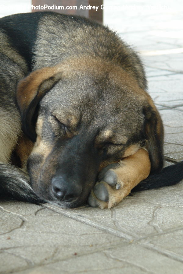 Animal, Canine, Dog, German Shepherd, Mammal, Pet, Beagle