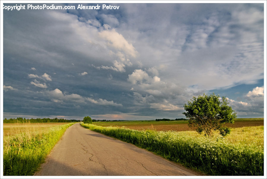 Dirt Road, Gravel, Road, Plant, Tree, Oak, Wood