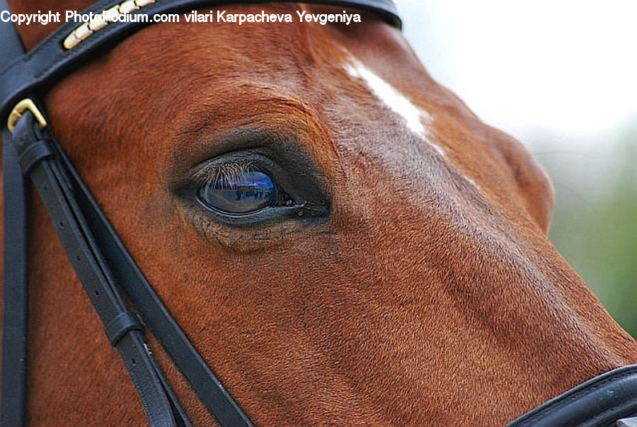 Animal, Horse, Mammal