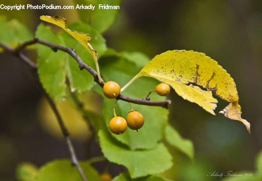 Fruit, Grapes, Plant, Blossom, Flora, Flower, Leaf
