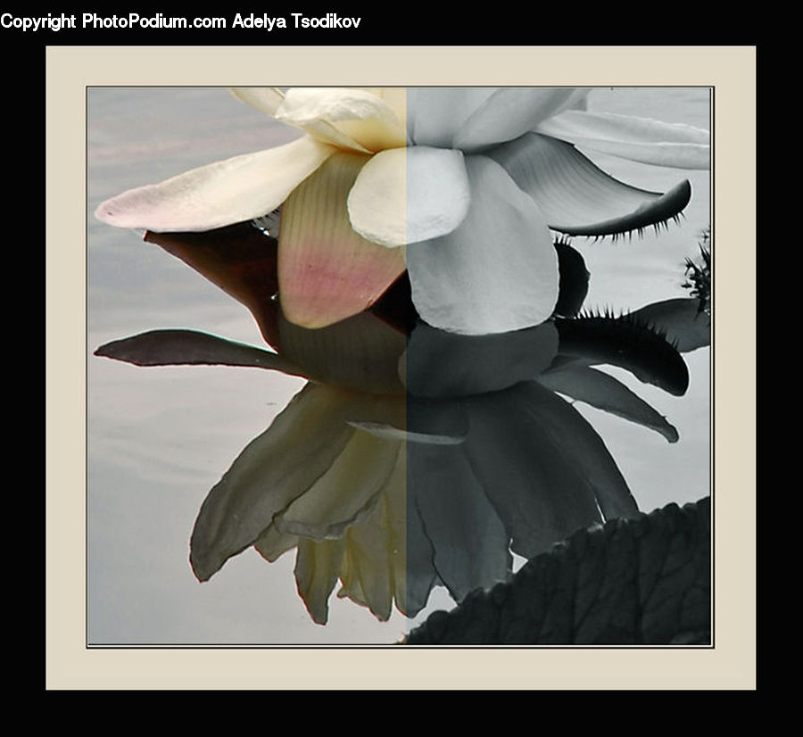 Blossom, Flora, Flower, Petal, Plant, Gladiolus, Collage