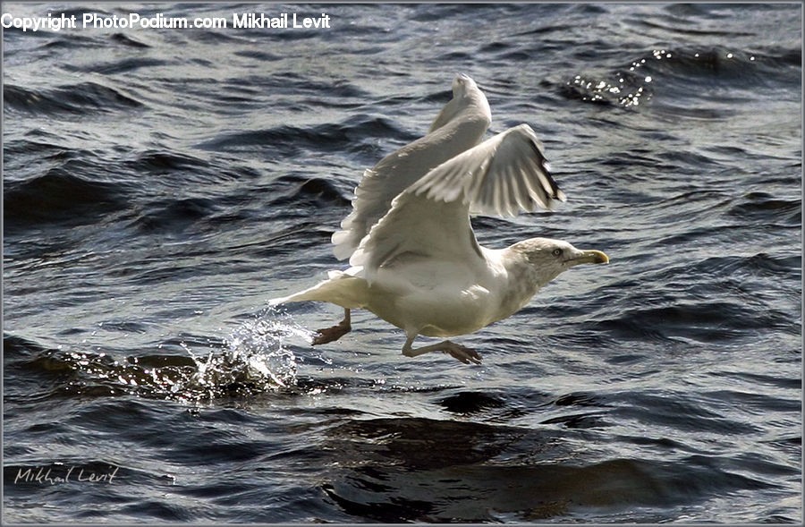Bird, Seagull, Water, Outdoors, Sea, Sea Waves, Goose