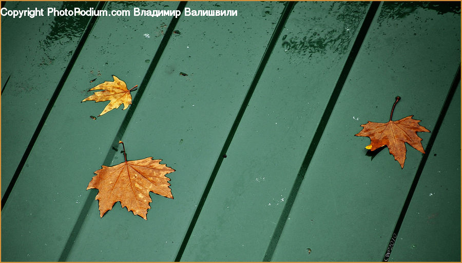 Leaf, Plant, Maple, Maple Leaf, Paper, Tree, Wood