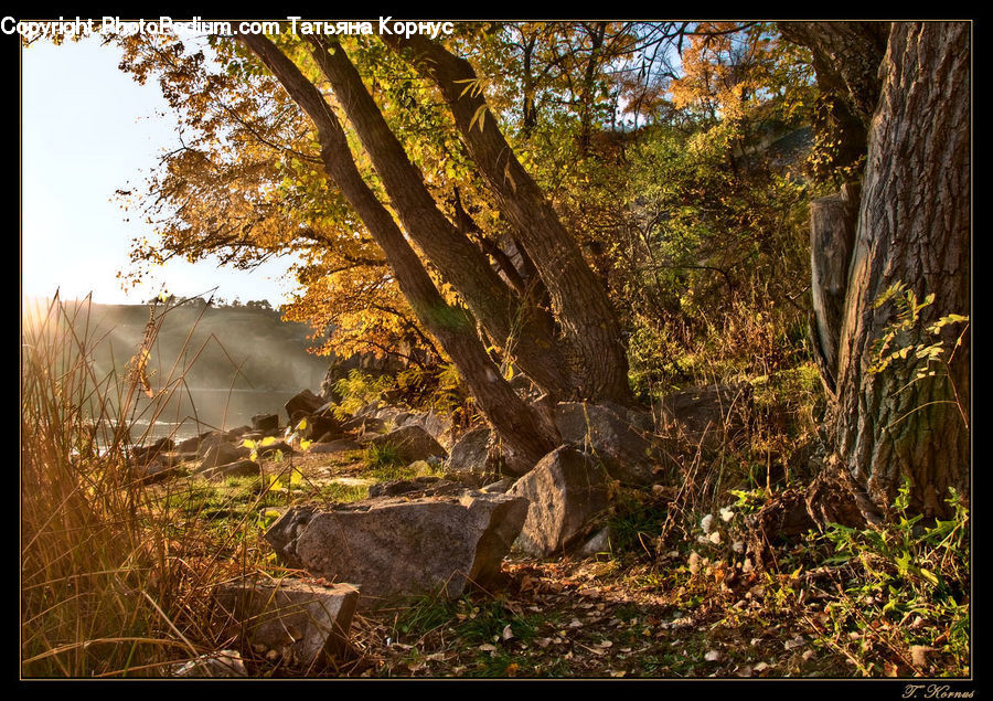 Flare, Light, Sunlight, Forest, Vegetation, Bush, Plant