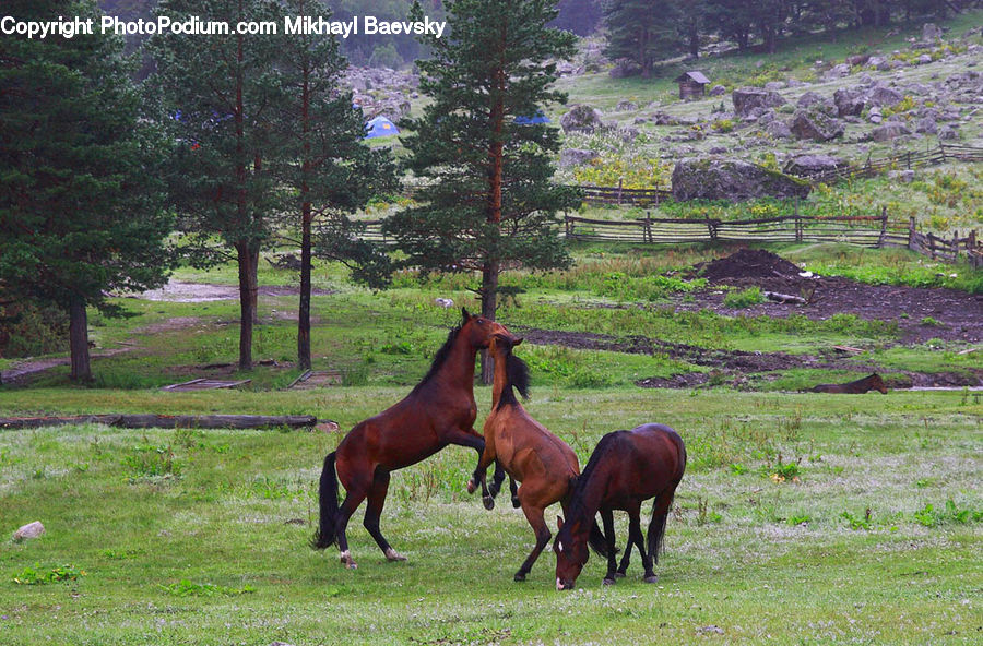 Animal, Horse, Mammal, Colt Horse, Foal, Countryside, Grassland