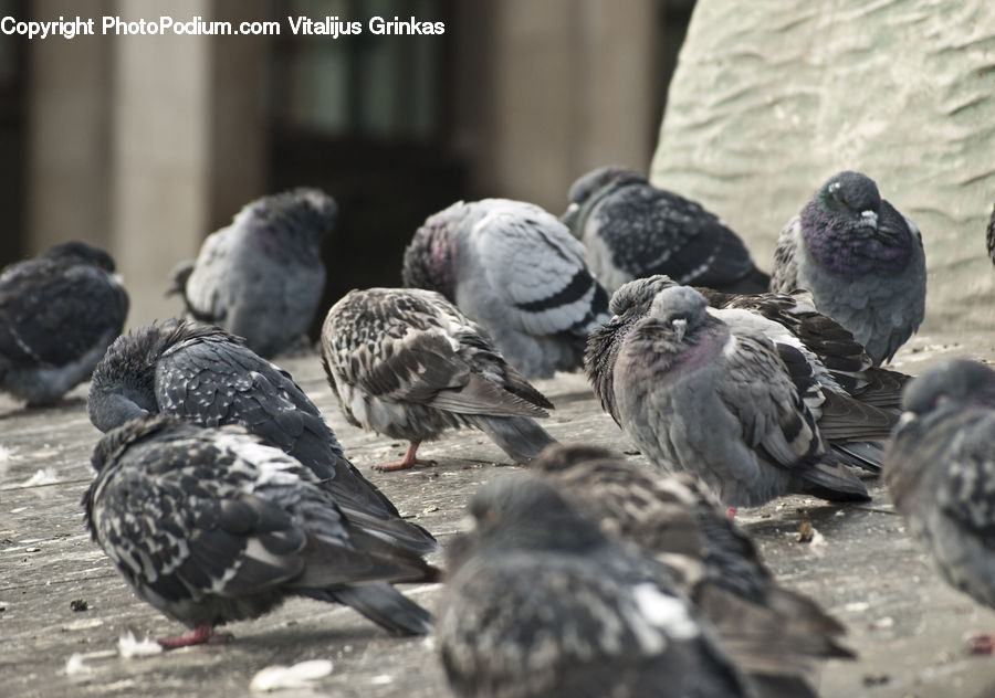 Bird, Pigeon, Condor, Vulture, Dove, Goose, Waterfowl