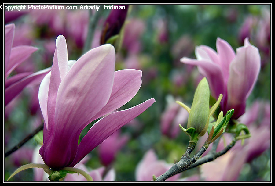 Blossom, Crocus, Flora, Flower, Plant, Bud, Geranium