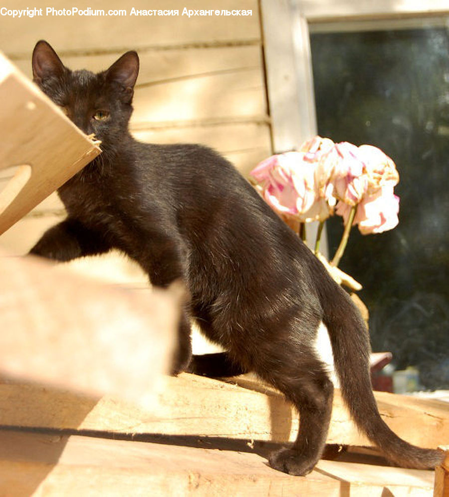 Abyssinian, Animal, Cat, Mammal, Pet, Manx, Siamese