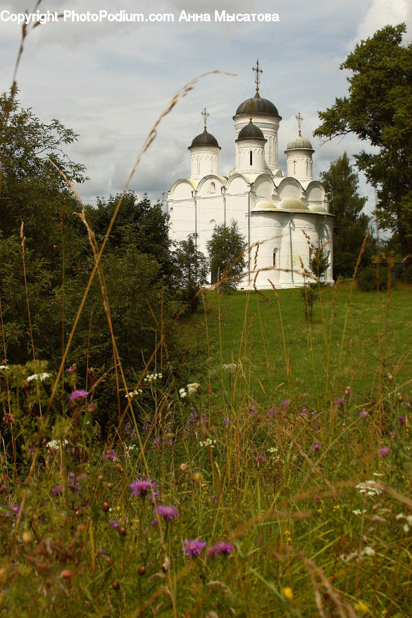 Field, Grass, Grassland, Plant, Architecture, Bell Tower, Blossom