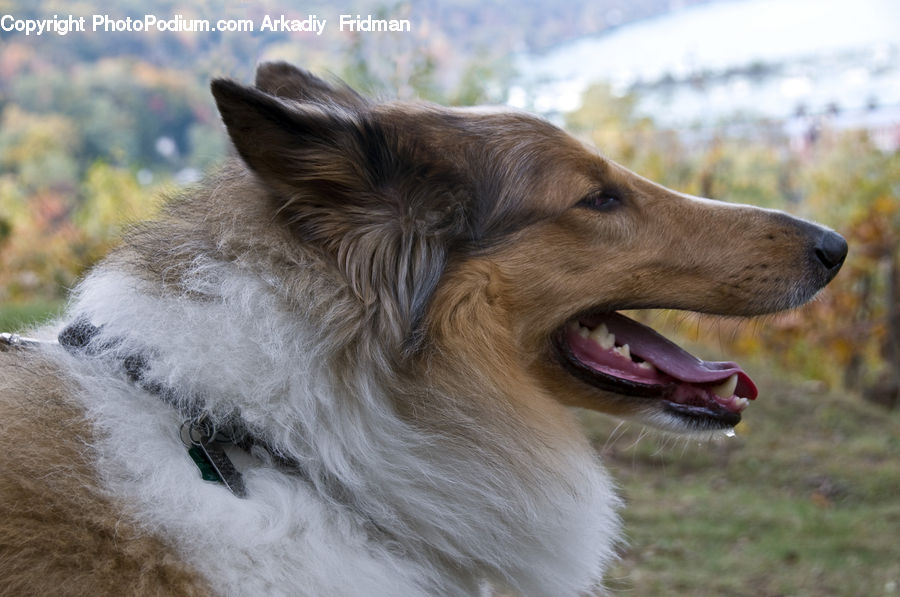 Animal, Canine, Collie, Dog, Mammal, Pet, Golden Retriever
