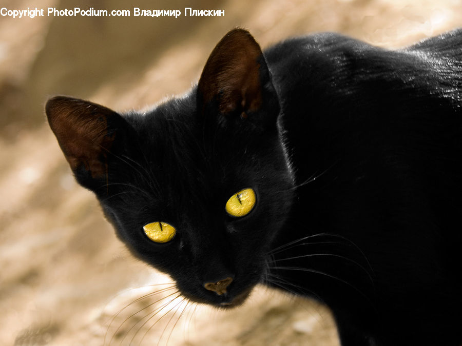 Animal, Black Cat, Cat, Mammal, Pet, Manx