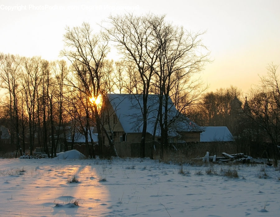 Forest, Vegetation, Cabin, Hut, Rural, Shack, Shelter