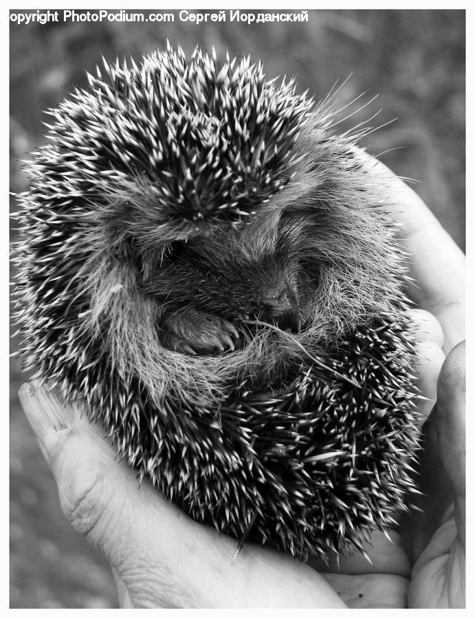 Animal, Hedgehog, Mammal, Porcupine, Rodent