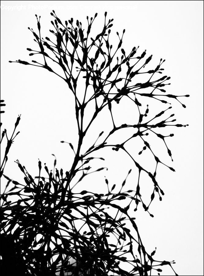 Silhouette, Plant, Tree, Blossom, Flora, Flower