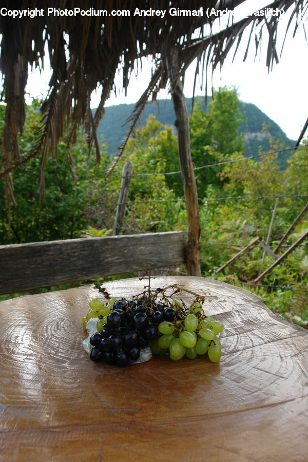 Fruit, Grapes, Forest, Jungle, Rainforest, Vegetation, Plant