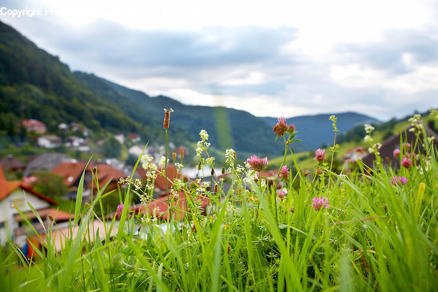 Field, Grass, Grassland, Plant, Blossom, Flora, Flower