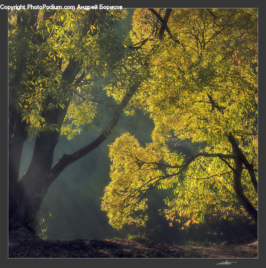 Oak, Tree, Wood, Conifer, Fir, Plant, Forest