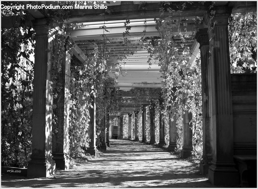 Ivy, Plant, Vine, Patio, Pergola, Porch, Crowd