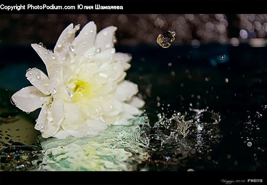 Blossom, Flora, Flower, Plant, Cherry Blossom, Daisies, Daisy
