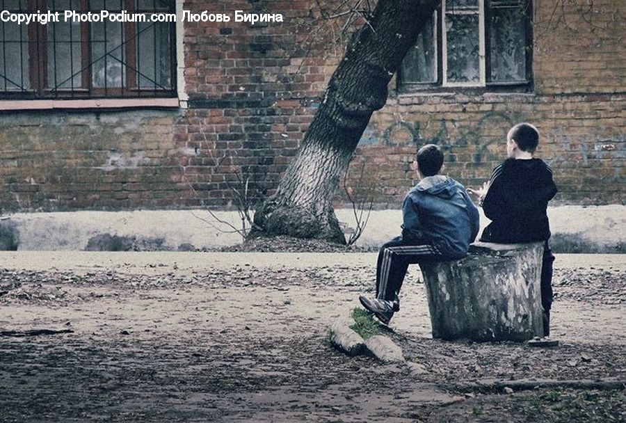 People, Person, Human, Bench, Oak, Sycamore, Tree