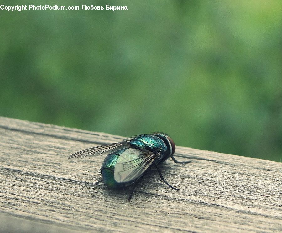Fly, Invertebrate, Anisoptera, Dragonfly, Insect, Asilidae, Jewelry
