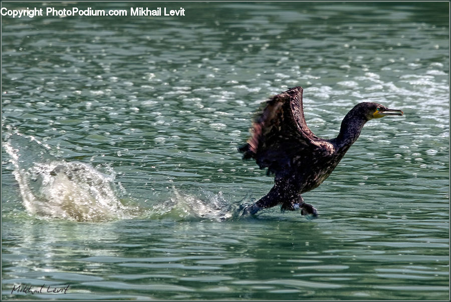 Bird, Cormorant, Waterfowl