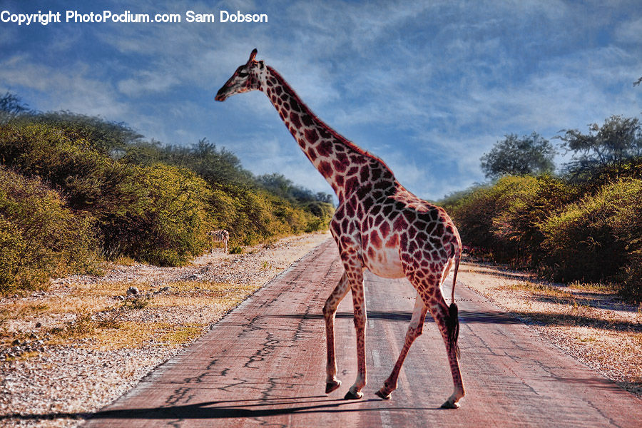 Animal, Giraffe, Mammal