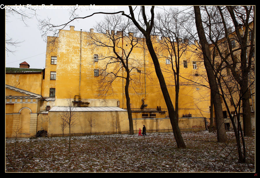 Plant, Tree, Building, Housing, Apartment Building, High Rise, Forest