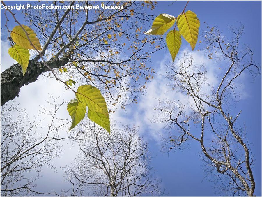 Oak, Sycamore, Tree, Tree Trunk, Wood, Leaf, Plant
