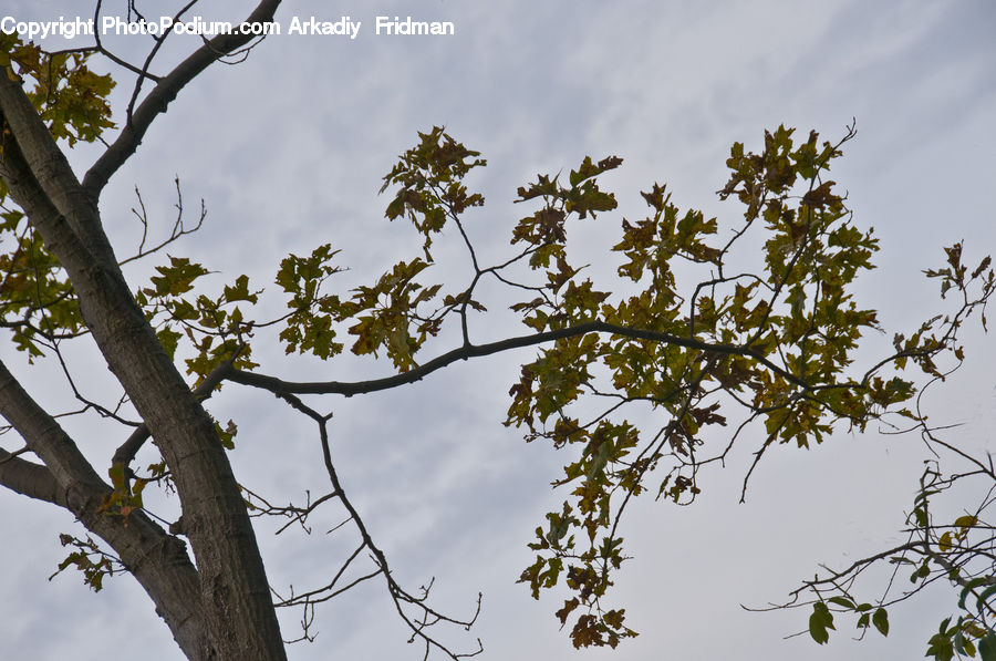 Plant, Tree, Oak, Sycamore, Tree Trunk, Wood, Vine