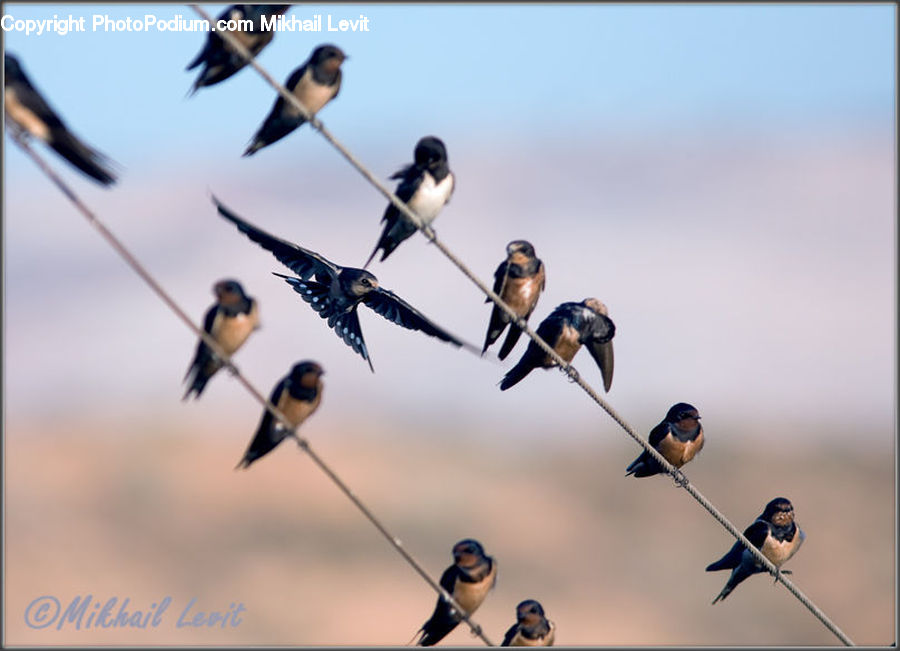Bird, Swallow, People, Person, Human, Bee Eater, Magpie