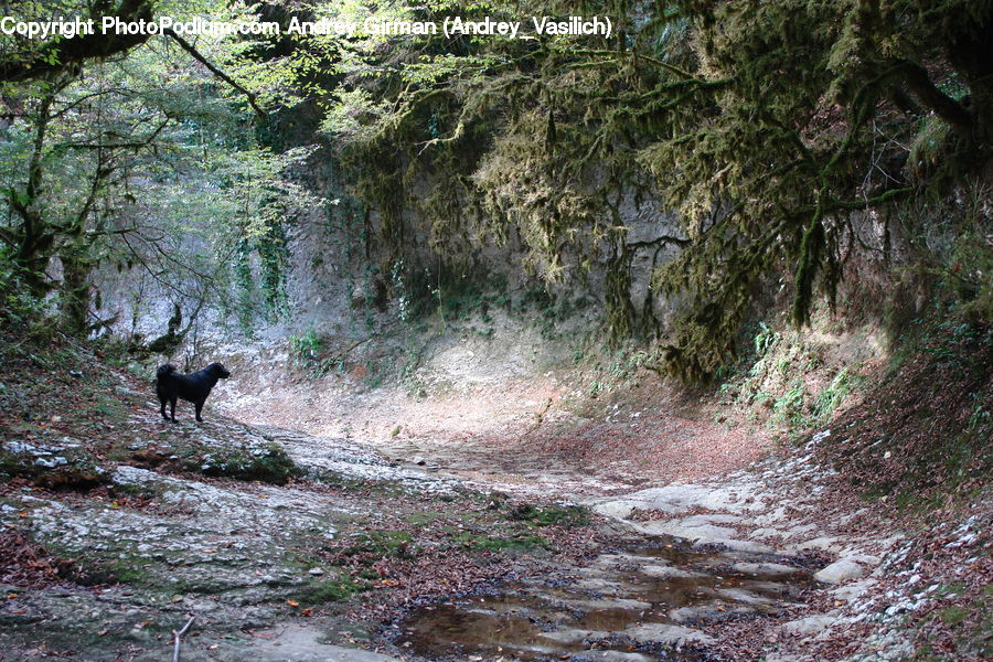 Dirt Road, Gravel, Road, Forest, Jungle, Rainforest, Vegetation