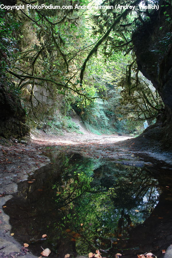Creek, Outdoors, River, Water, Forest, Jungle, Rainforest