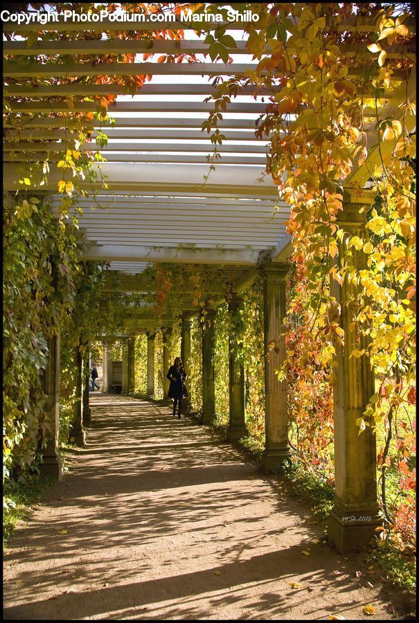 Patio, Pergola, Porch, Plant, Potted Plant, Ivy, Vine