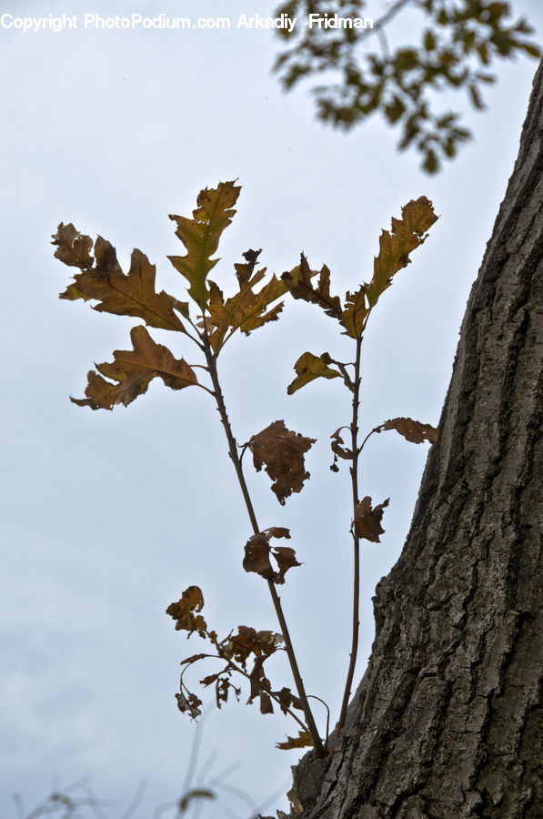 Oak, Sycamore, Tree, Tree Trunk, Wood, Conifer, Fir