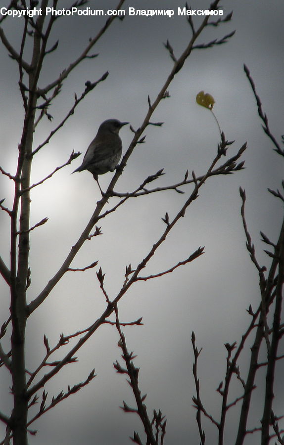 Bird, Blackbird, Silhouette, Crow, Plant, Tree, Swallow