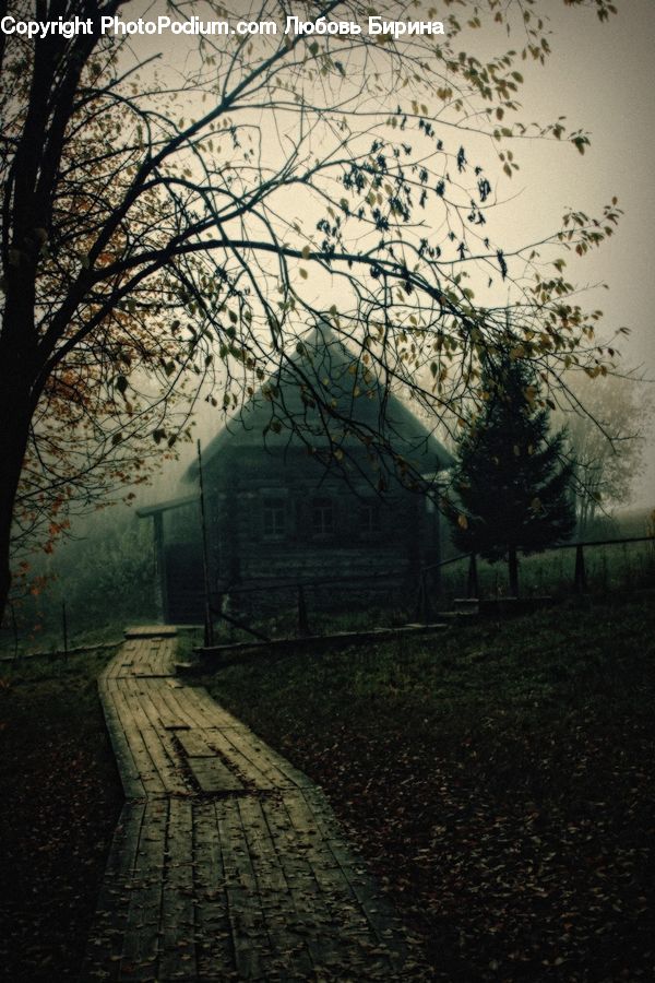 Plant, Tree, Boardwalk, Deck, Path, Sidewalk, Walkway