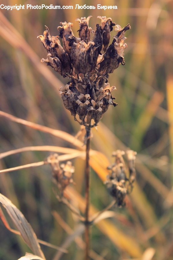Dill, Plant, Field, Grass, Grassland, Weed, Conifer