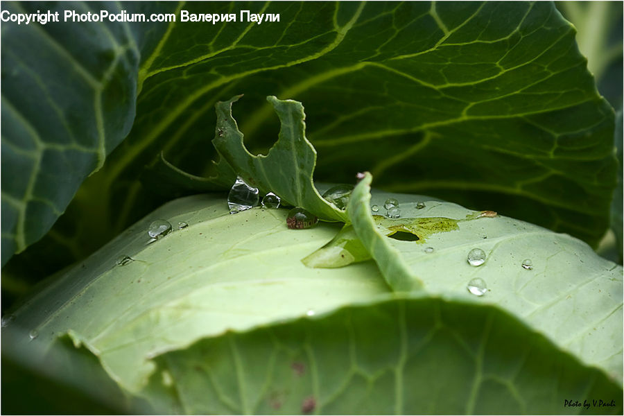 Cabbage, Produce, Vegetable, Kohlrabi, Plant, Pea, Squash