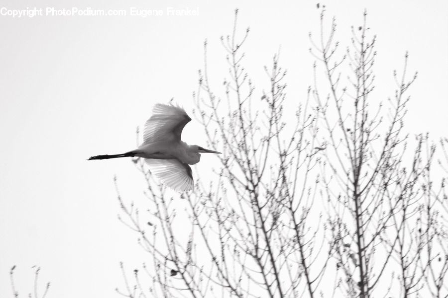 Ardeidae, Bird, Crane Bird, Egret, Waterfowl, Seagull, Stork